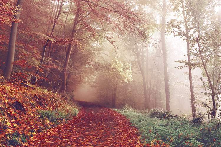 acupuncture-columbiasc-romantic-fall